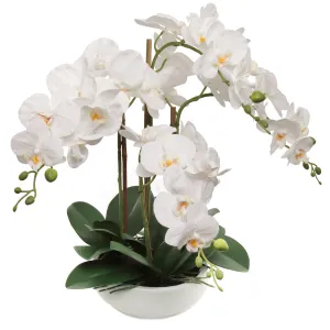 20" White Phalaenopsis Orchid Flowers in 8" Round White Pot