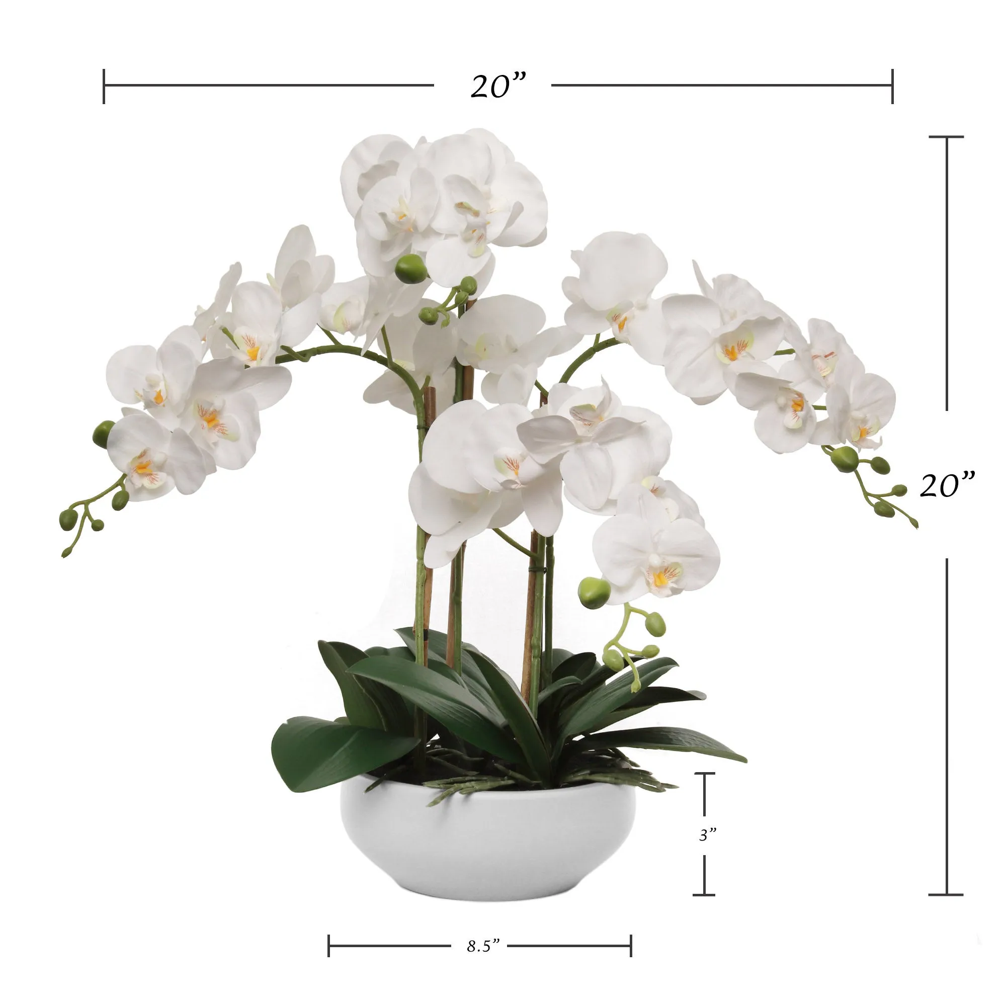 20" White Phalaenopsis Orchid Flowers in 8" Round White Pot