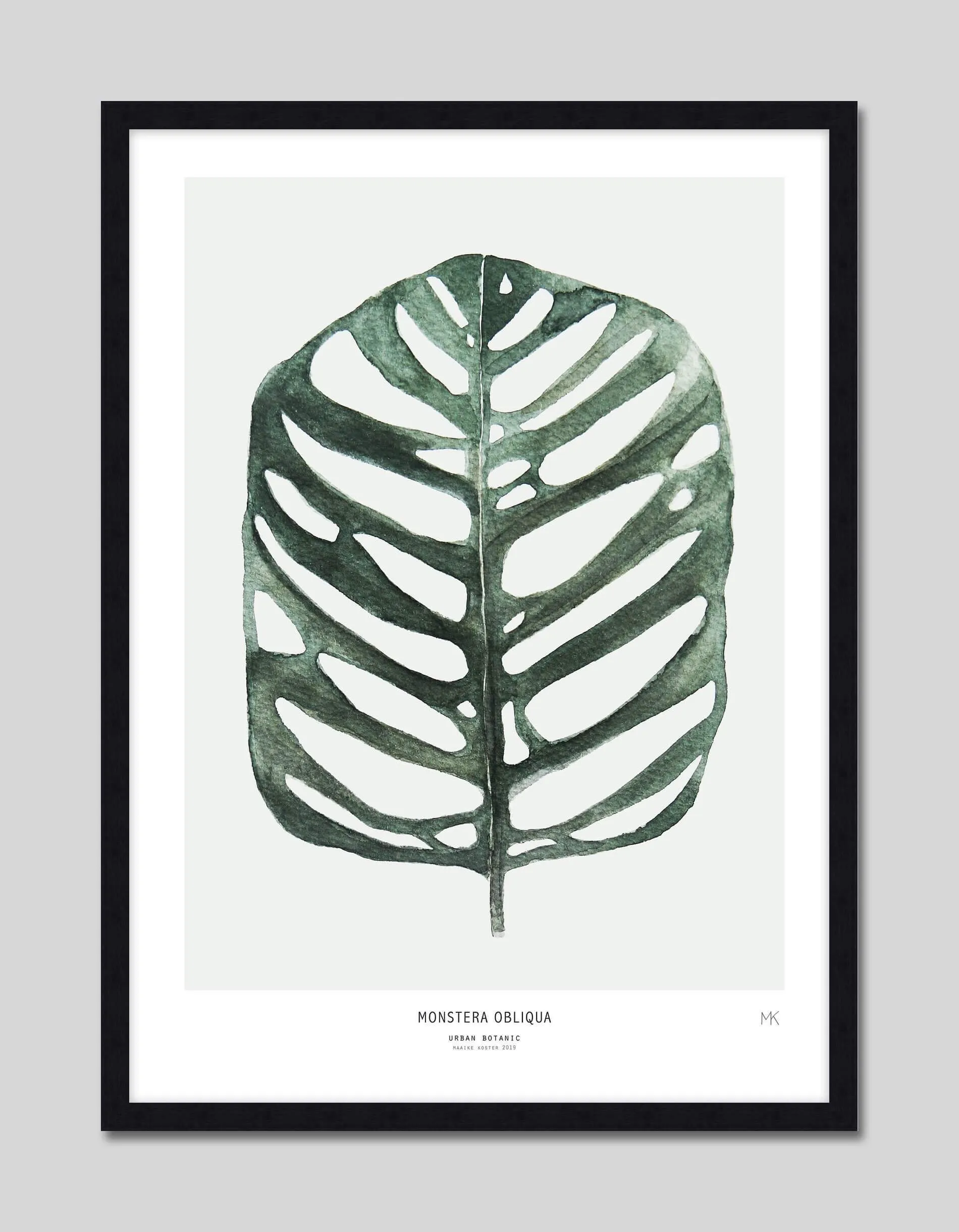 Monstera Obliqua