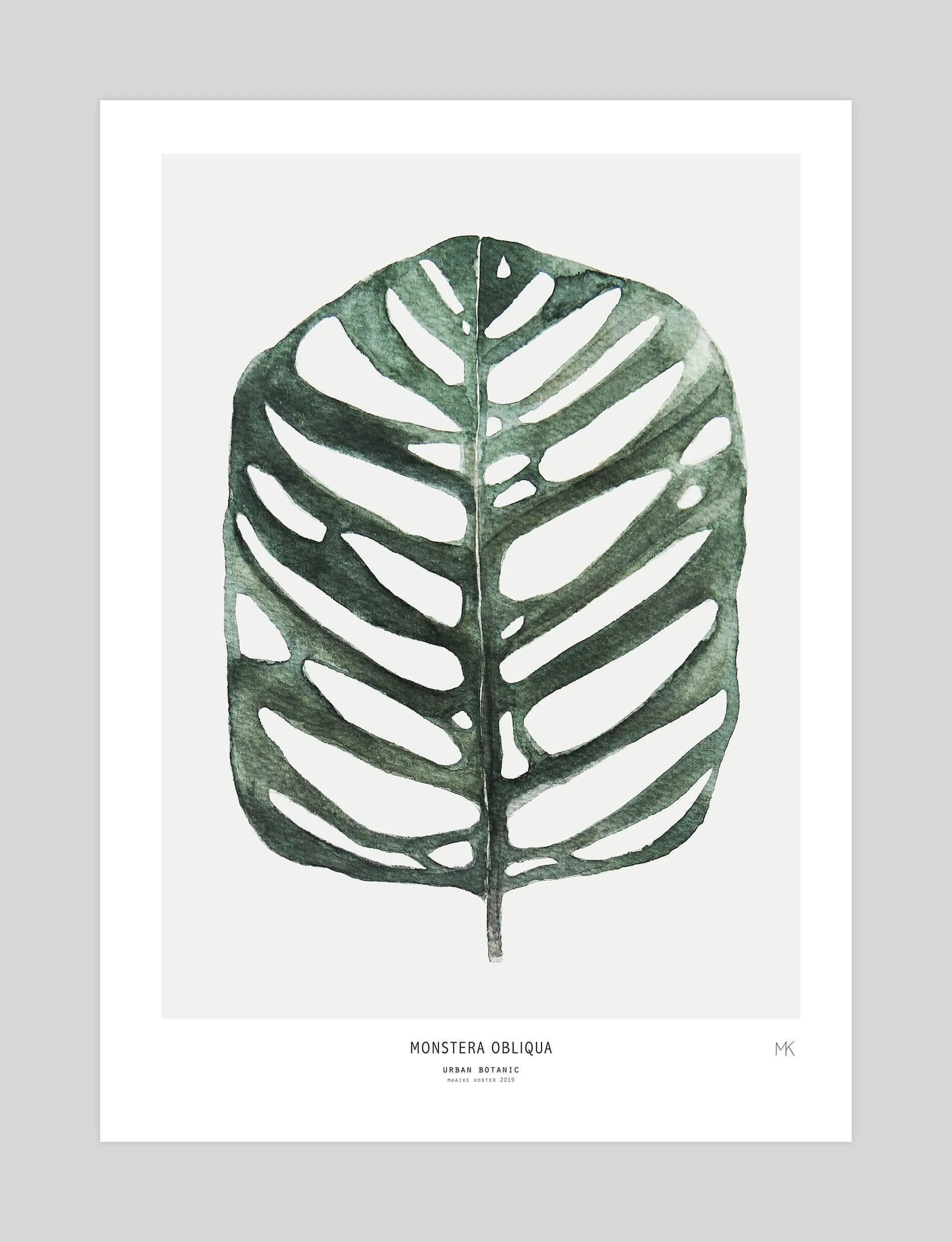 Monstera Obliqua