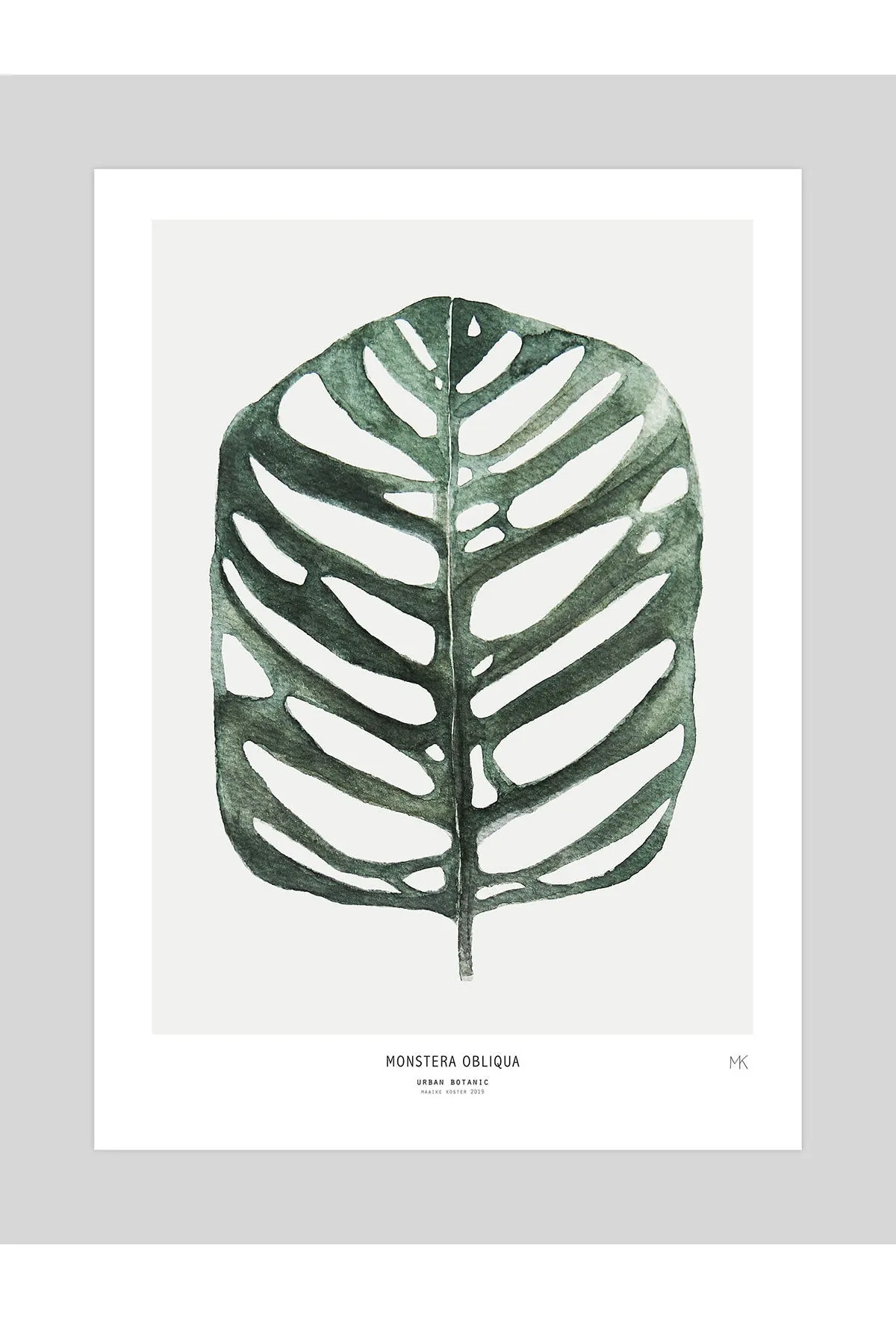 Monstera Obliqua