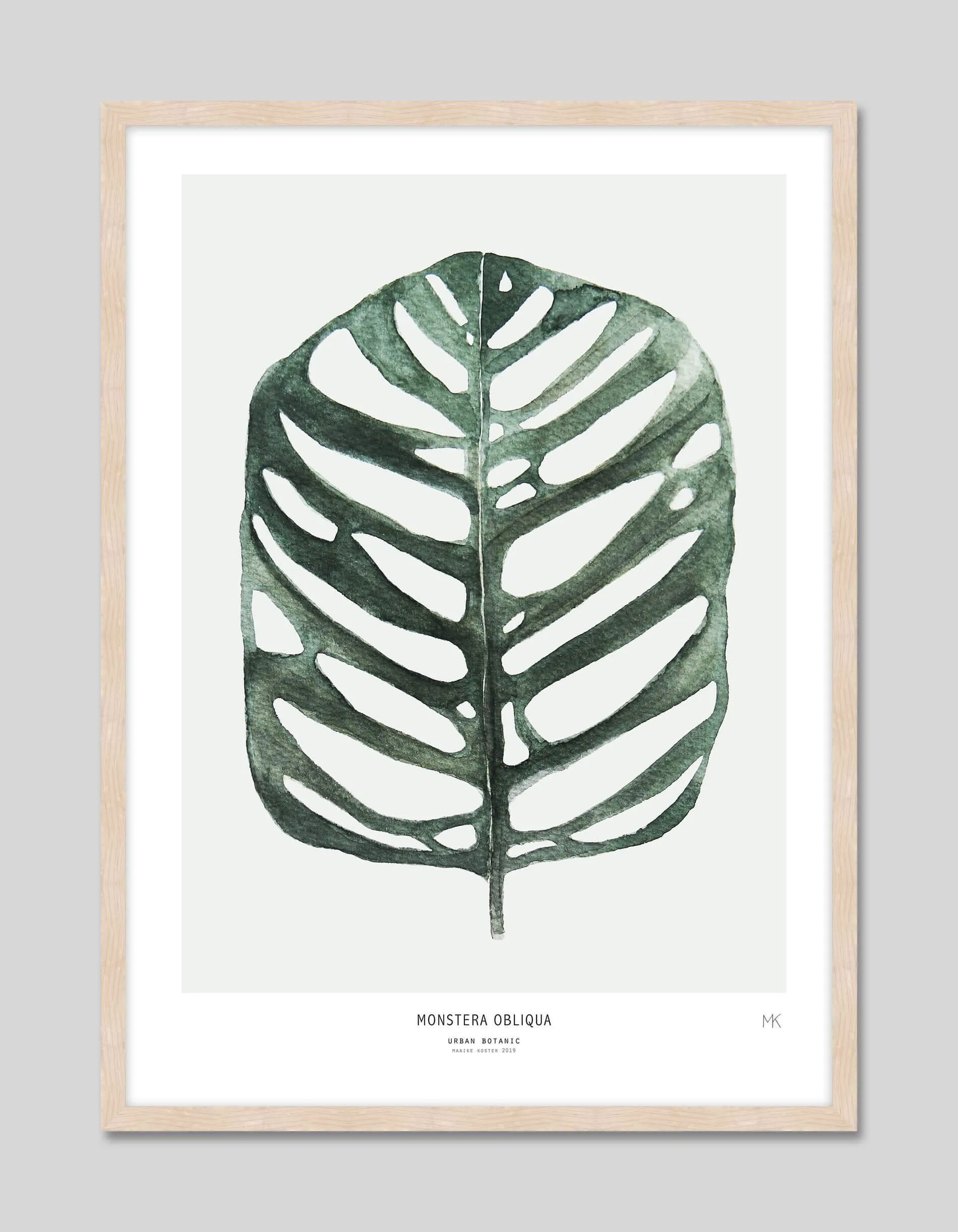 Monstera Obliqua